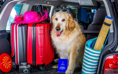 Viajar con mascotas: requisitos legales y consejos prácticos