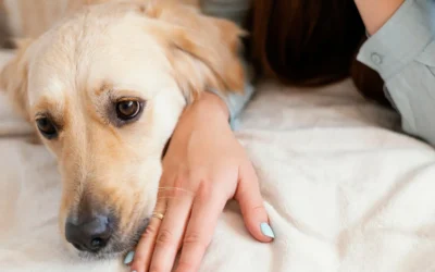 ¿Cómo saber si tu mascota tiene dolor? Señales que no debes ignorar