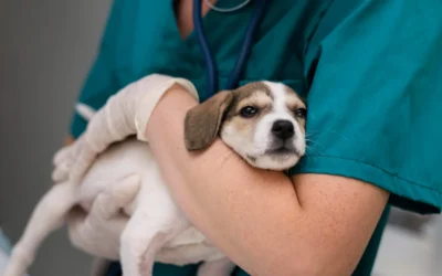Cómo preparar a tu mascota para su primera visita al veterinario