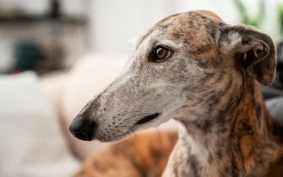 Cómo adaptar tu hogar para una mascota senior