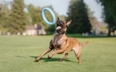 Obesidad en mascotas: causas, riesgos y cómo prevenirla