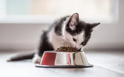 Mi gato no quiere comer: causas frecuentes y qué hacer en casa