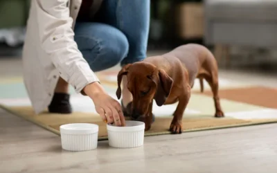 ¿Cómo come tu perro?