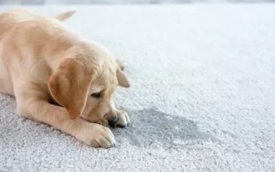 Como enseñar a mi cachorro