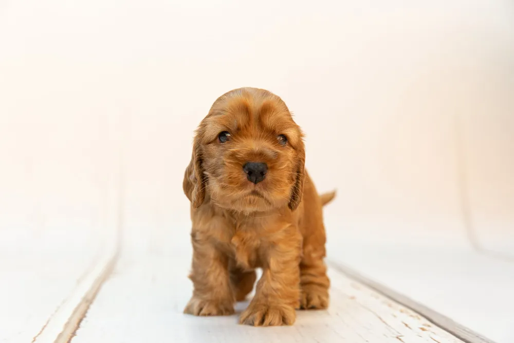 Clínica Veterinaria Nuevo Artica blog DESTETE