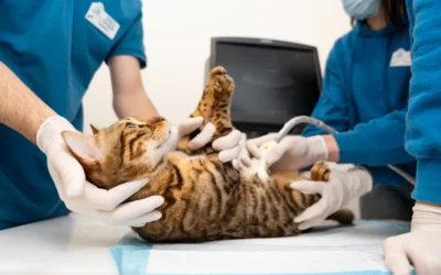 Esterilización en animales de compañía