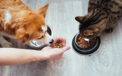La importancia de la nutrición en las diferentes etapas de nuestras mascotas