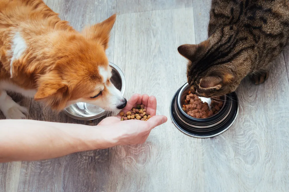 Clínica Veterinaria Nuevo Artica blog La importancia de la nutrición en las diferentes etapas de nuestras mascotas