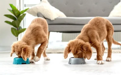 Necesidades nutricionales del perro durante la etapa de crecimiento