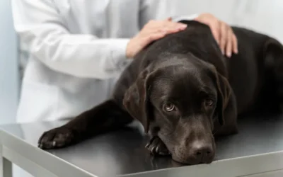 Parvovirosis canina