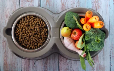 Plan de alimentación para perros en crecimiento