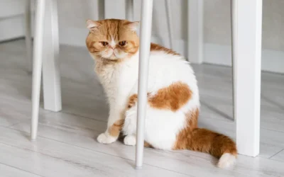 Problemas típicos en gatos