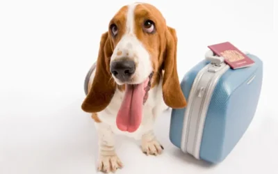 Viajar con mascotas