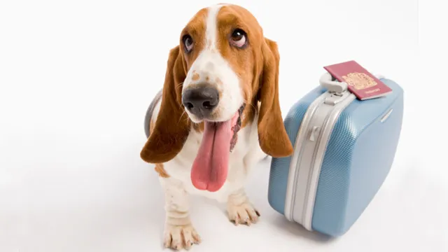 Clínica Veterinaria Nuevo Artica blog VIAJAR CON MASCOTAS