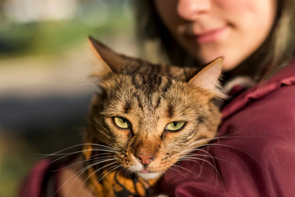 Clínica Veterinaria Nuevo Artica blog Zoonosis Felinas