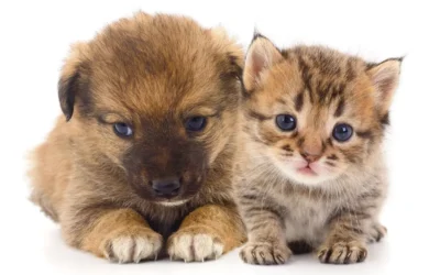 La importancia del juego en el desarrollo de cachorros y gatitos