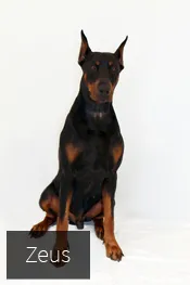 clinica veterinaria en pamplona nuevo artica 1