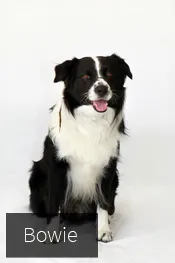 clinica veterinaria en pamplona nuevo artica 4
