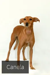 clinica veterinaria en pamplona nuevo artica 5