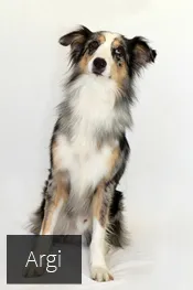 clinica veterinaria en pamplona nuevo artica 6