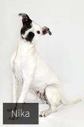 clinica veterinaria en pamplona nuevo artica 8