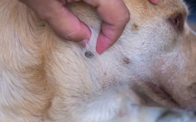 Garrapatas: Lo básico para dueños de mascotas