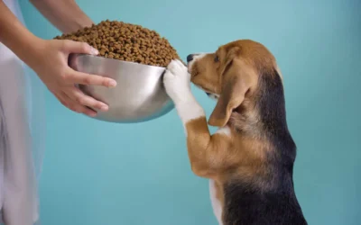 Alimentos prohibidos para perros y gatos: lo que nunca debes darles