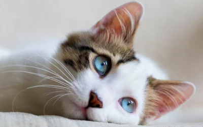 El lenguaje corporal de los gatos: entendiendo sus señales