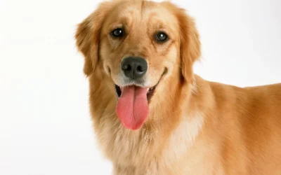 ¿Cómo saber si tu mascota tiene dolor? Señales que no debes ignorar
