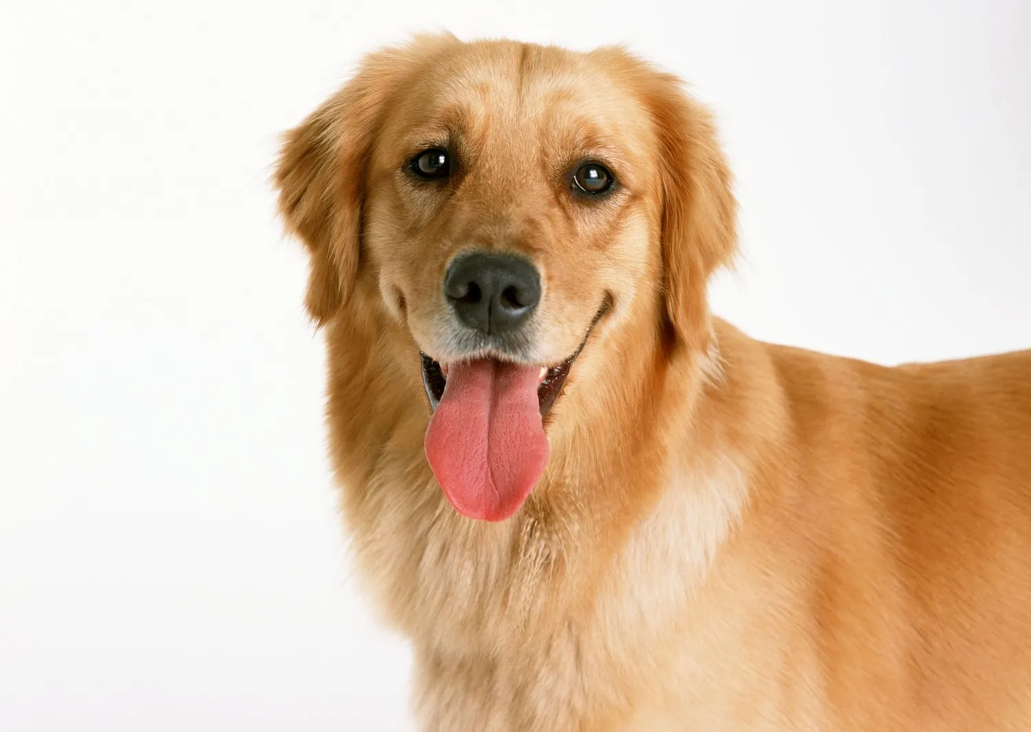 Como saber si tu mascota tiene dolor