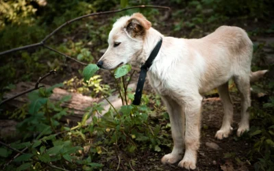 Qué hacer si tu perro entra en contacto con la procesionaria y cómo evitar errores